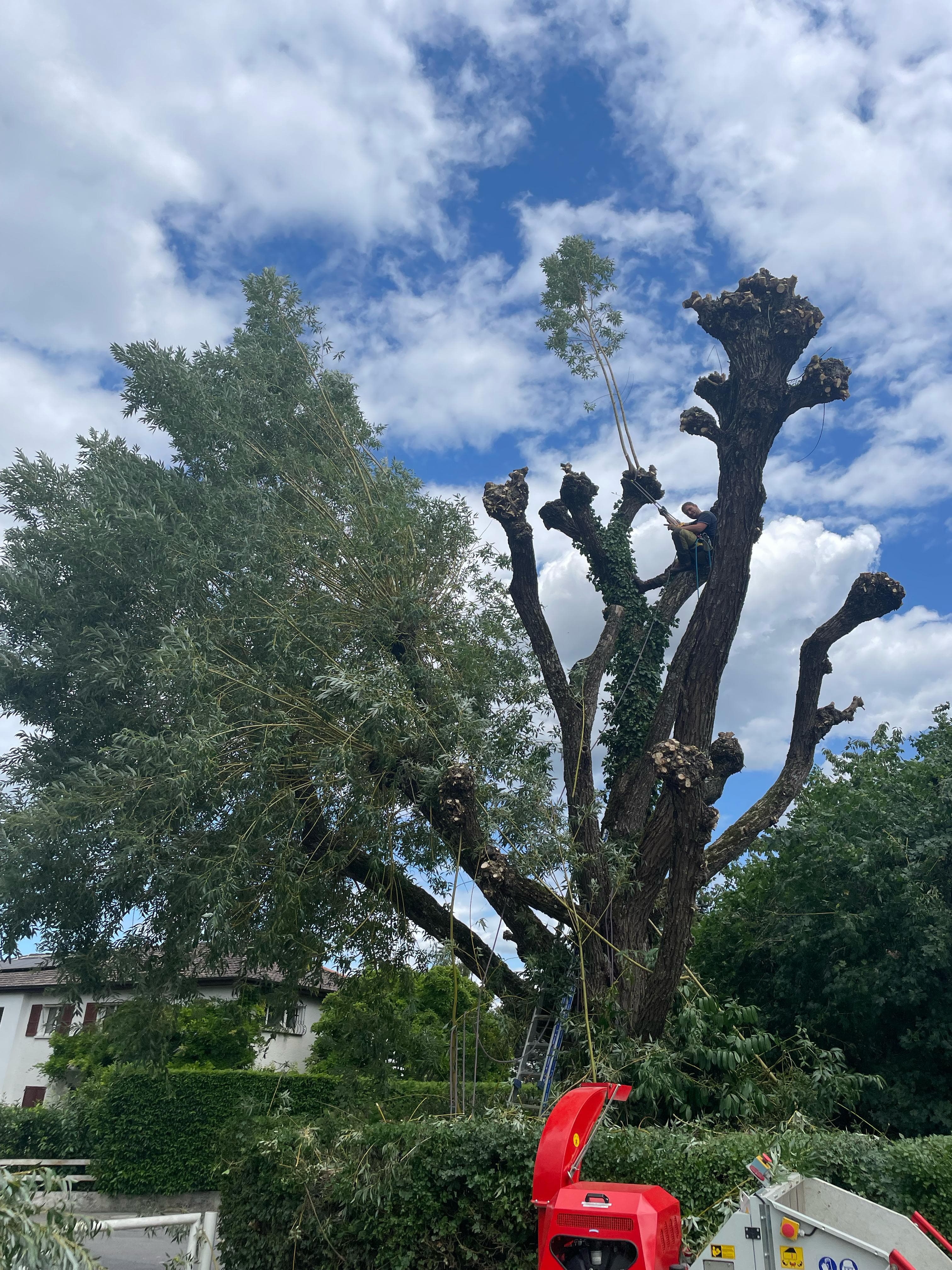 Élagage et abattage