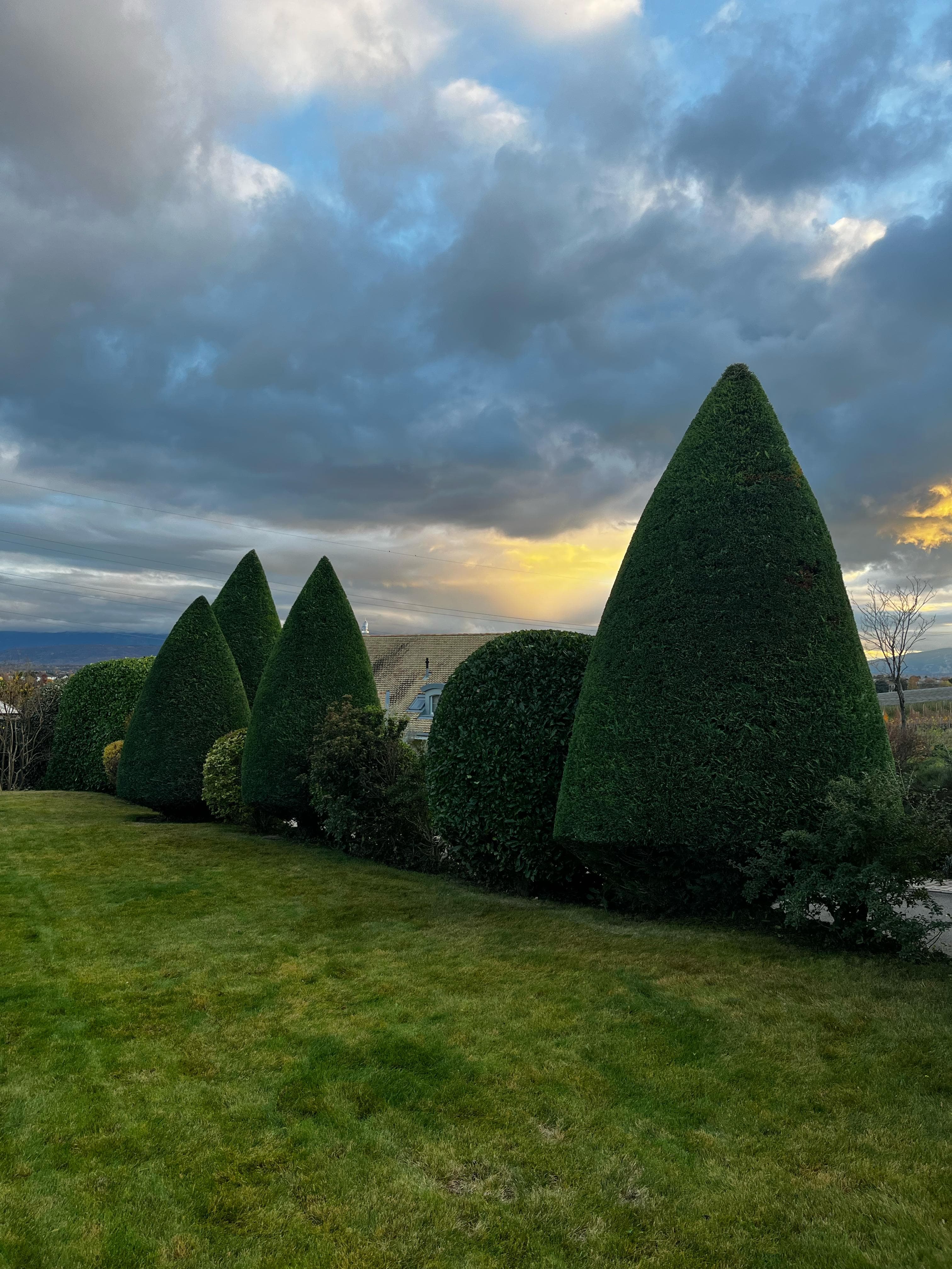 Taille artistique de haies